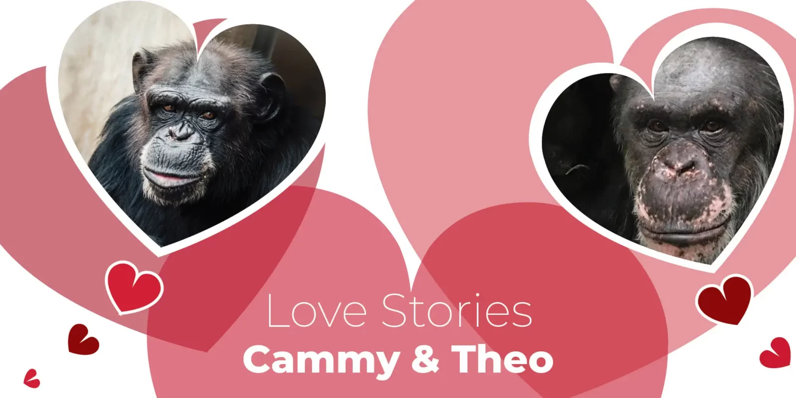 Love Stories: Cammy & Theo