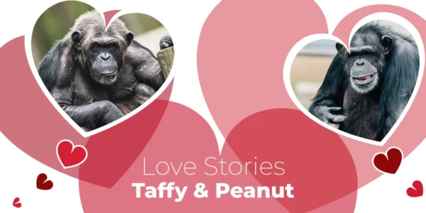 Love Stories: Taffy & Peanut