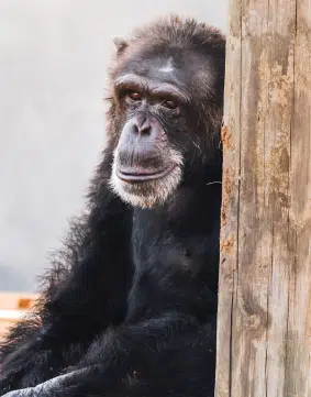 Chimp Behind Wooden Pole
