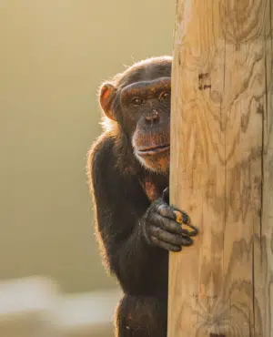 Chimp Hiding