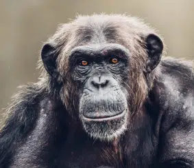 Chimp Portrait