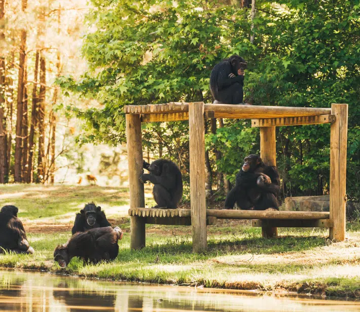 Chimps Playing Together