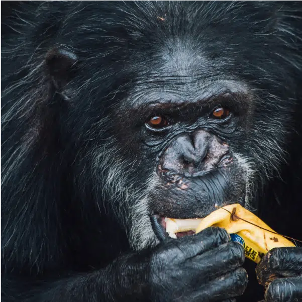 Chimp Eating Banana