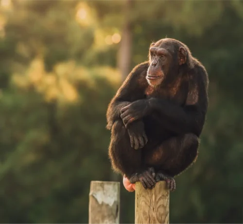 Chimp Standing on Wood