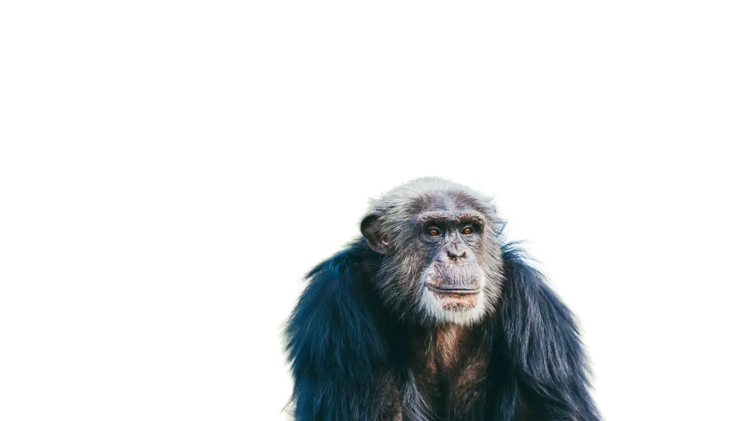 Chimp Face Transparent