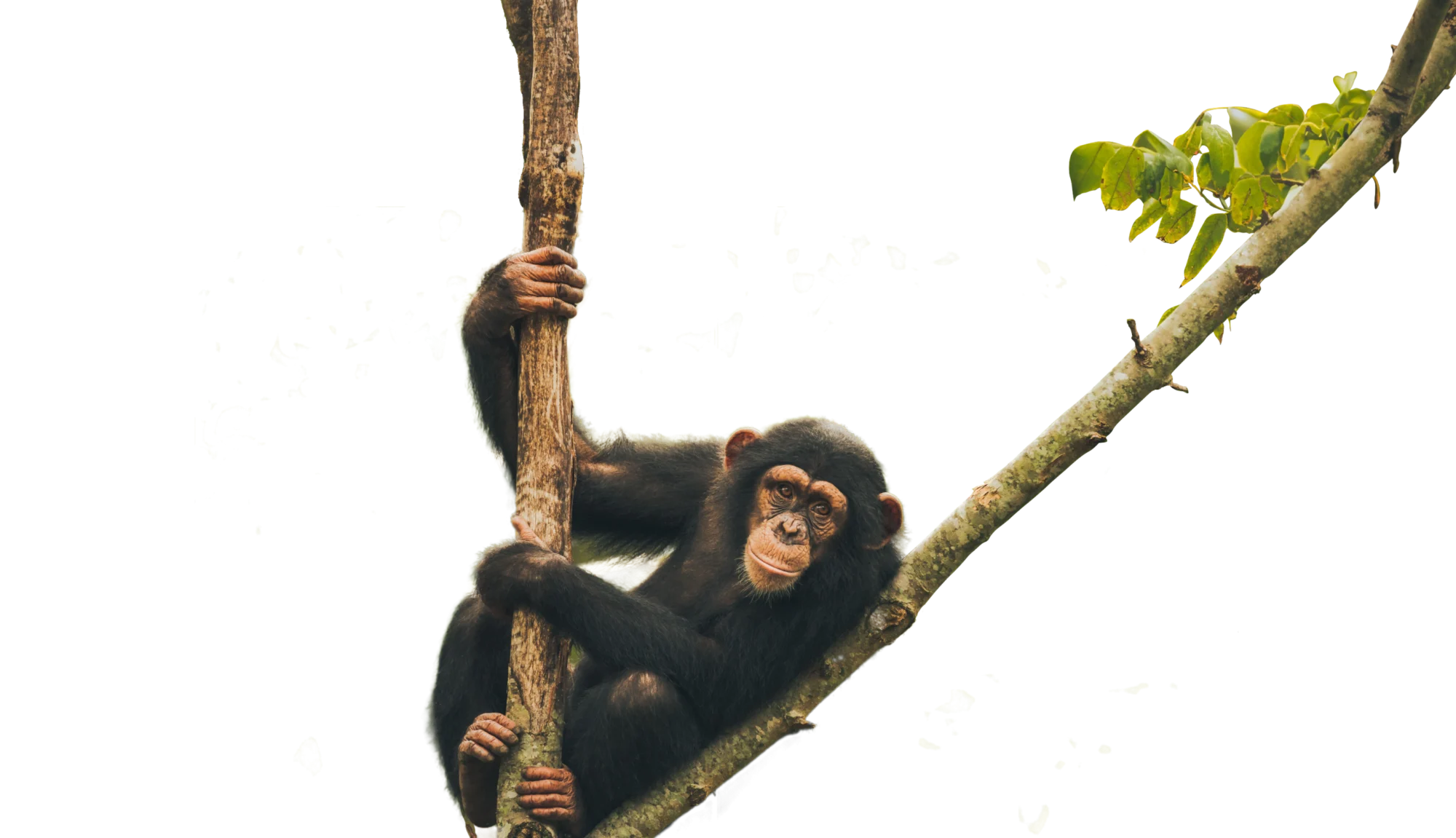 Chimp on Tree Transparent