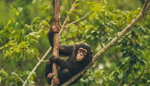 Chimp on Tree