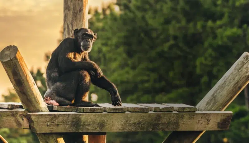 Chimp on Porch