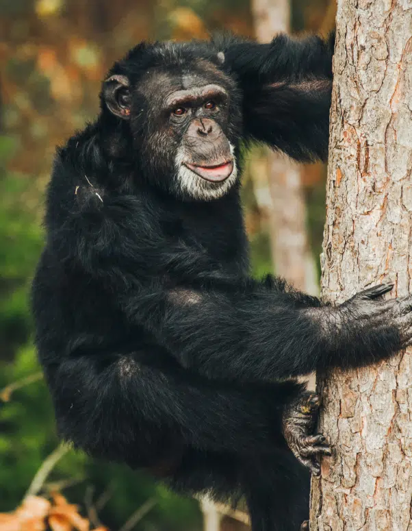 Chimp climbing tree