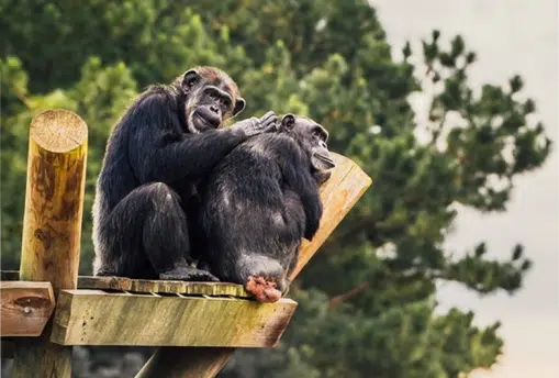 Chimps Supporting Each Other