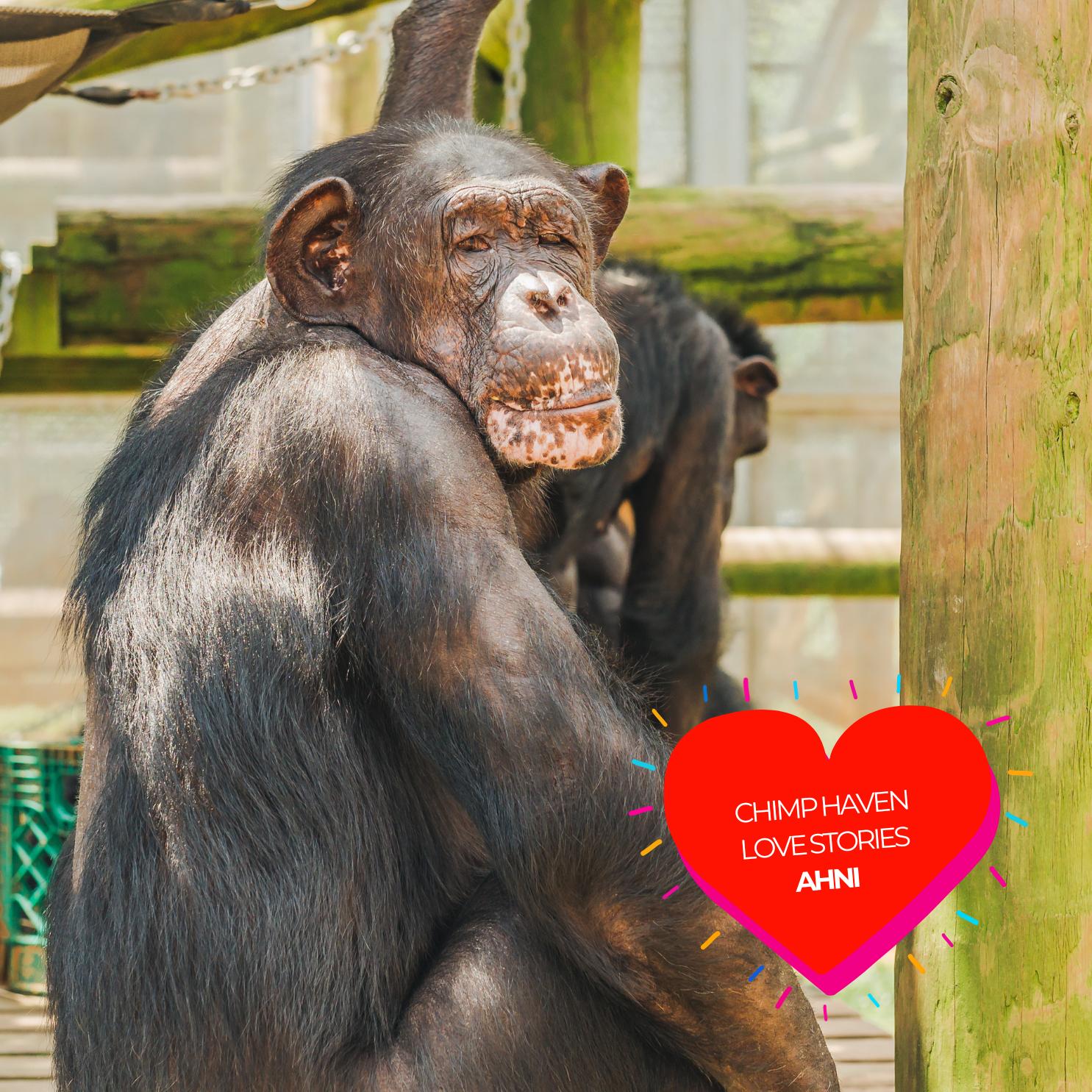 Love Stories New Girls Chimp Haven
