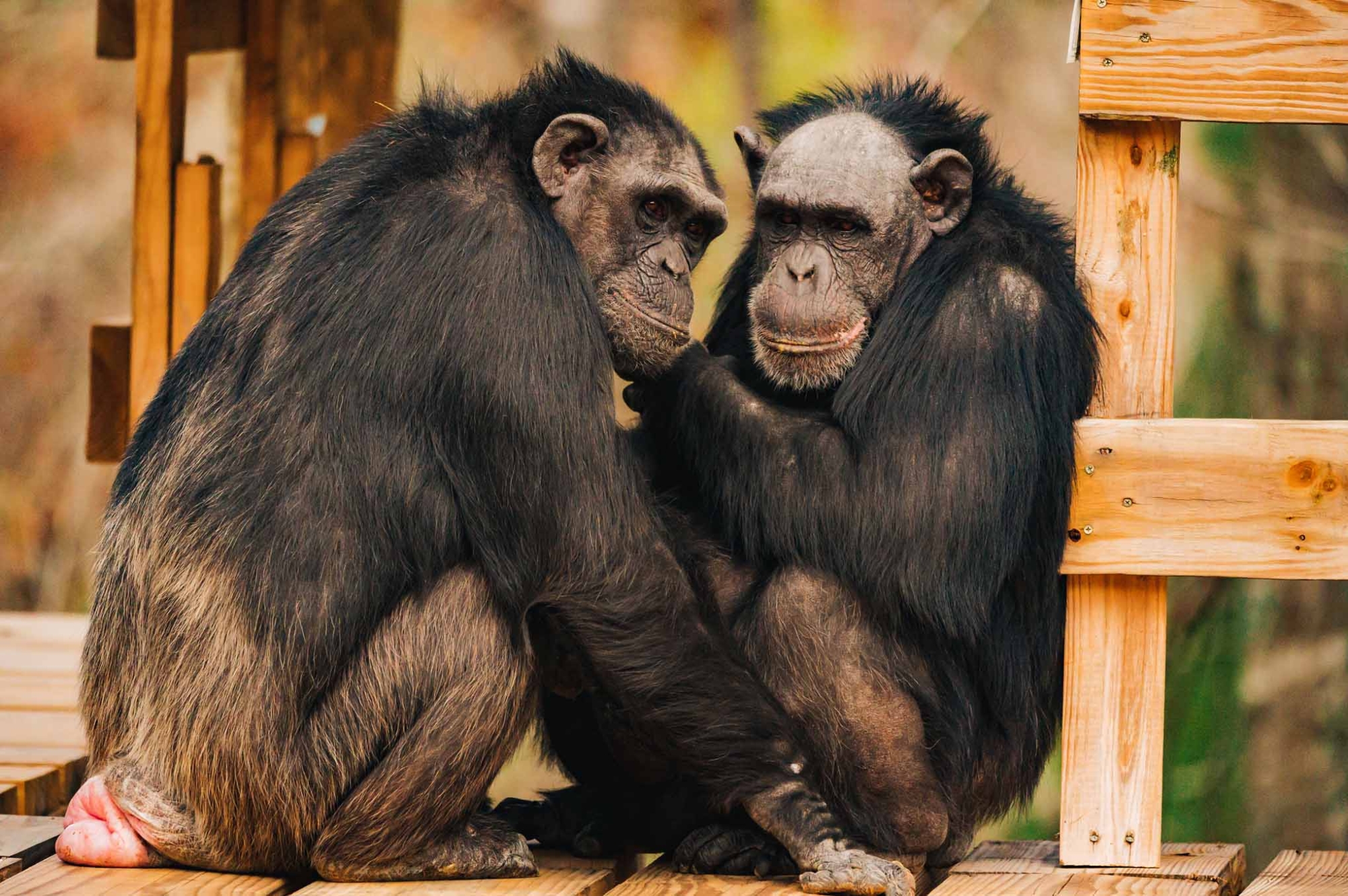 Heather - Chimp Haven