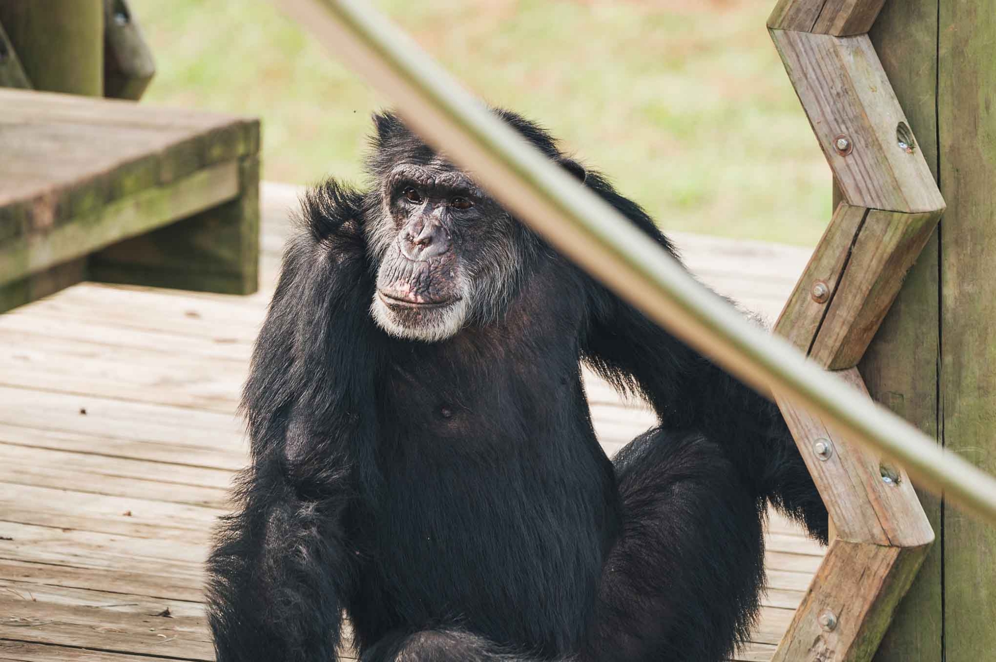 Austin Powers - Chimp Haven