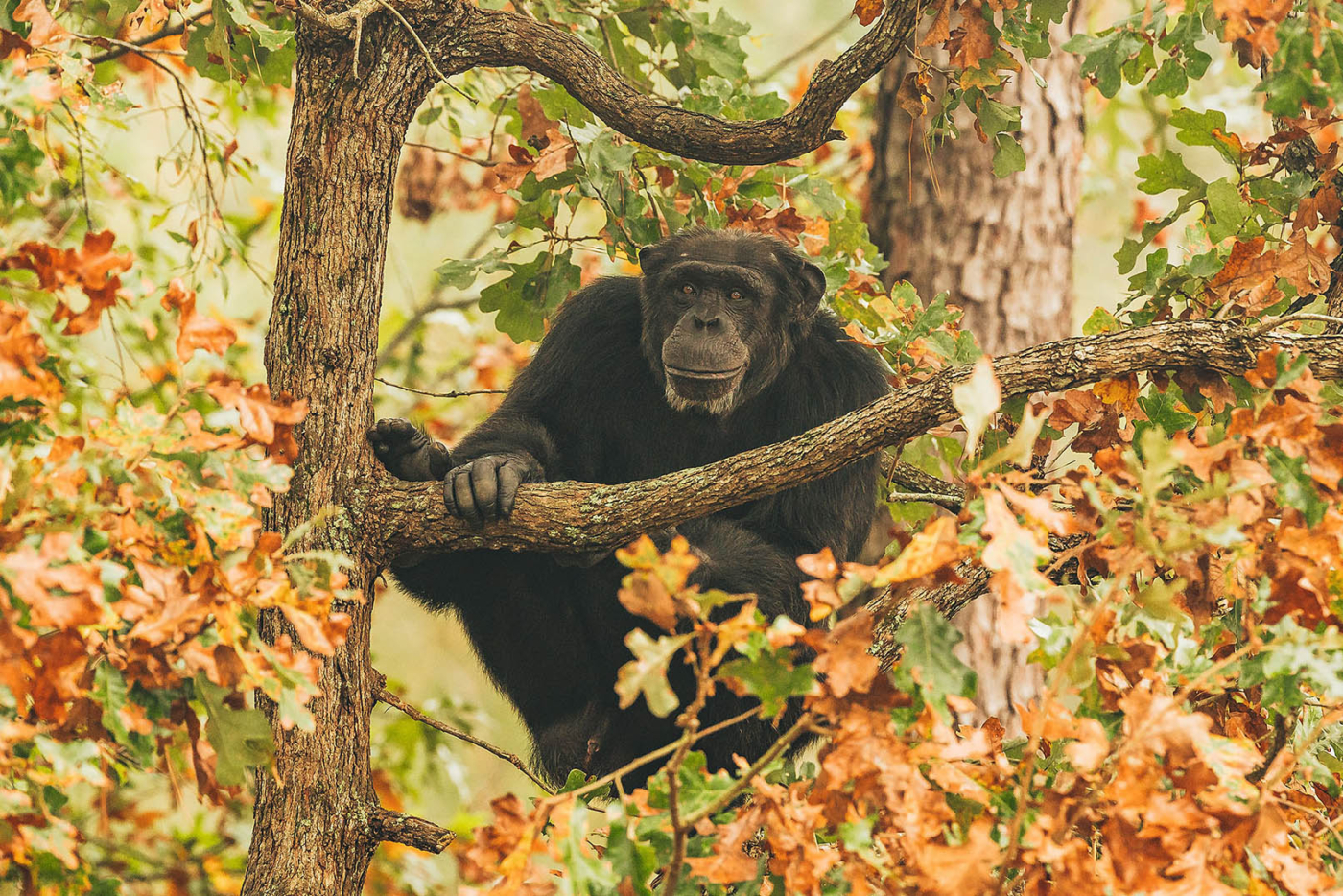 The Things They’re Grateful For - Chimp Haven