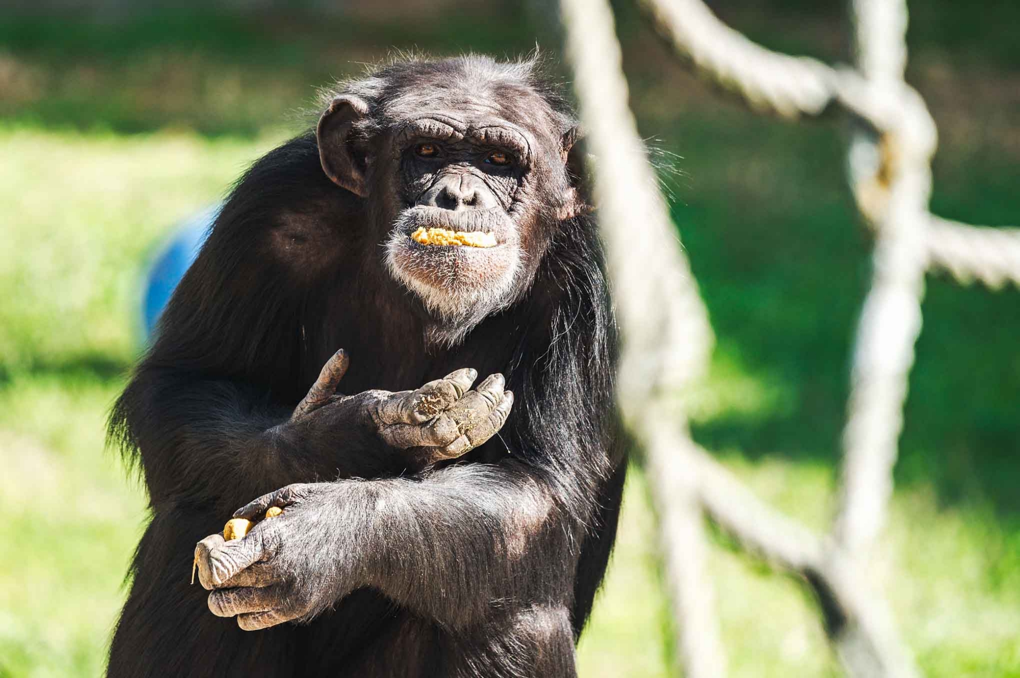Diane - Chimp Haven