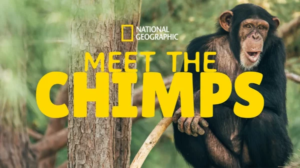 Meet The Chimps on National Geographic