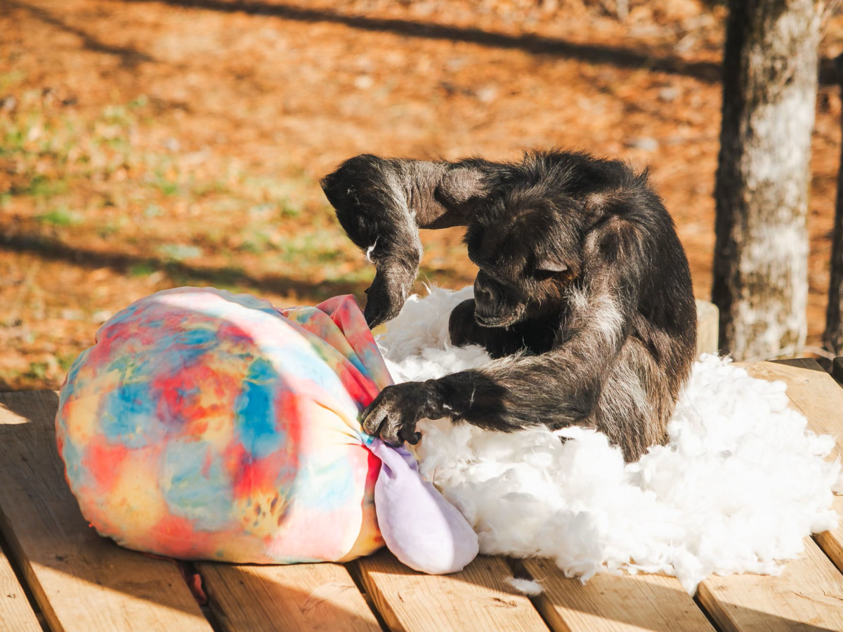 Love Stories: Eniga & Her Babies - Chimp Haven