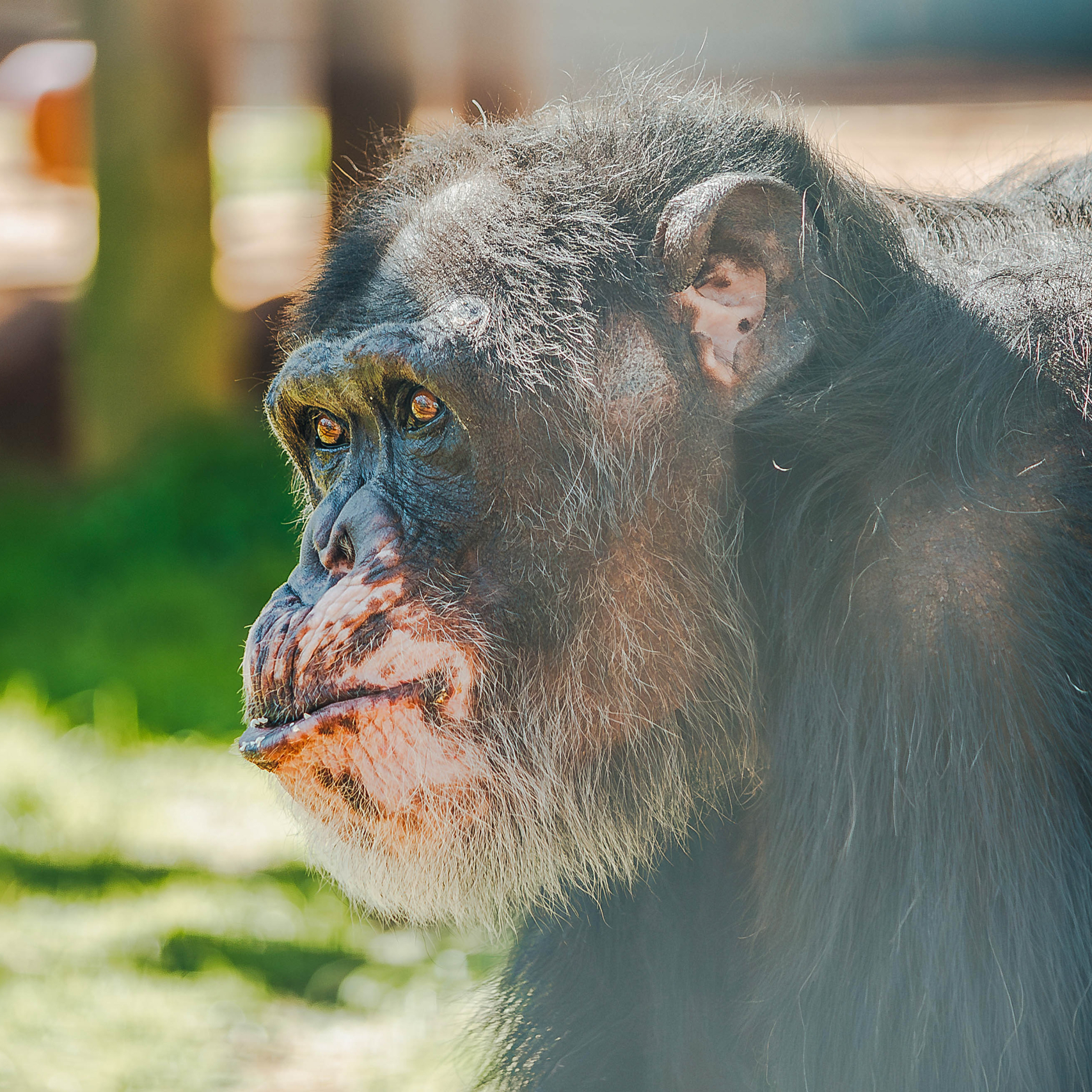The Alamogordo chimps are home - Chimp Haven