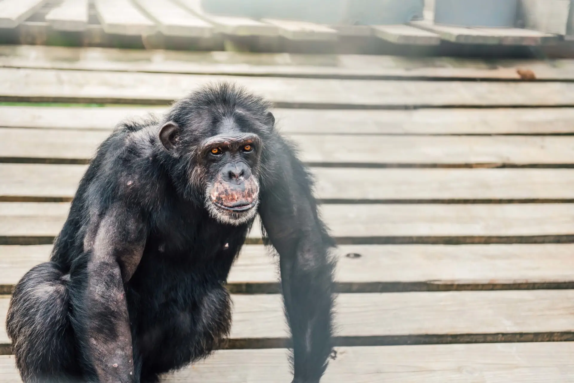 Latoya (and Her Stuffed Animals) Raise Their Own Criteria - Chimp Haven