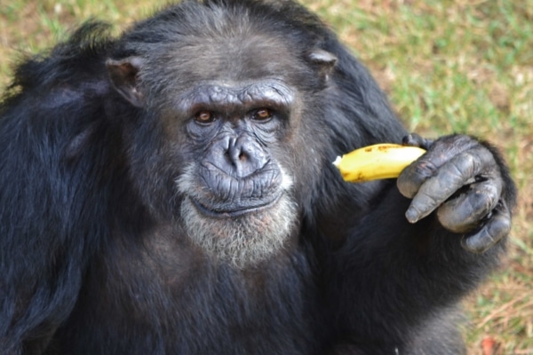 Magnum Chimp eating banana