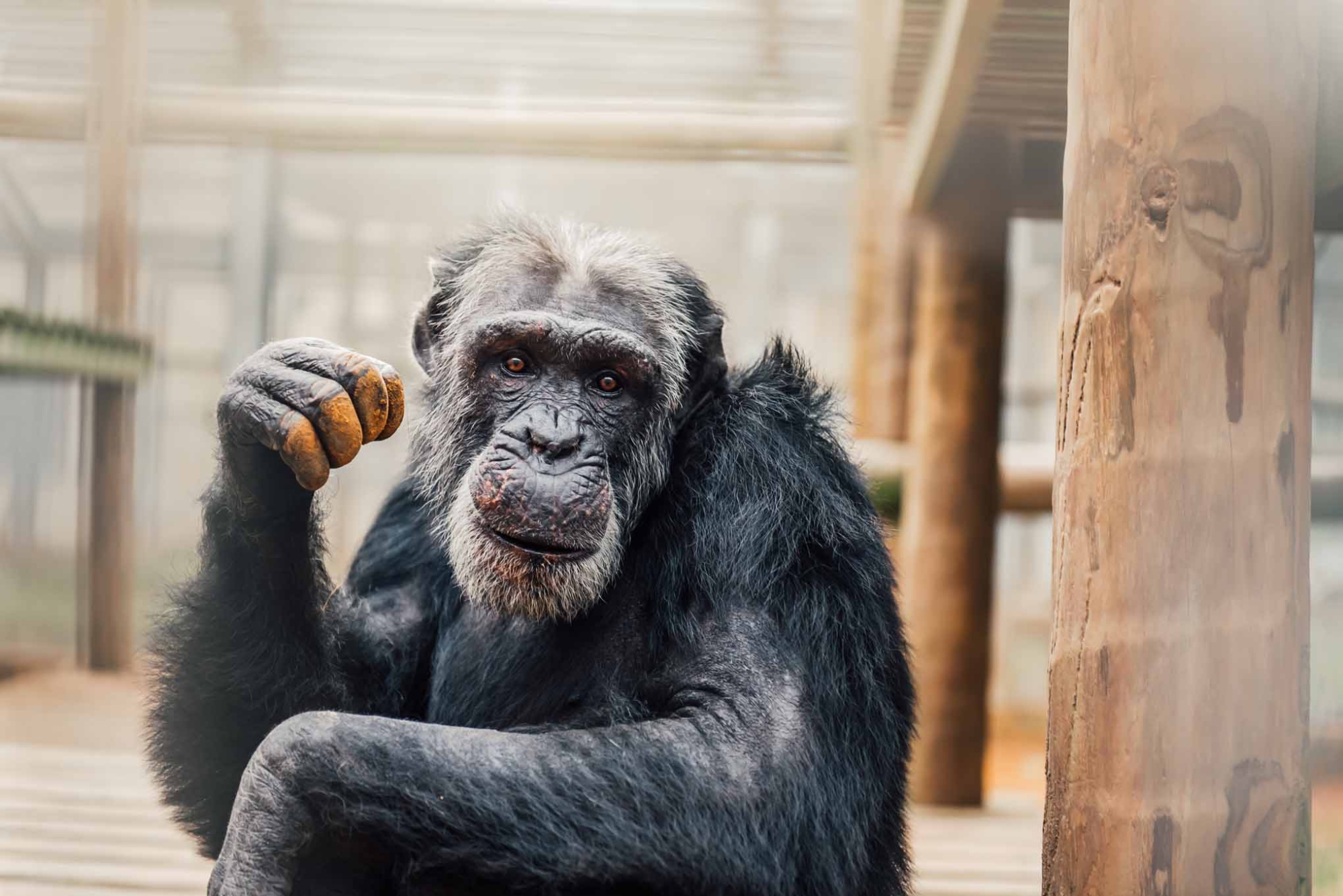 Rapper Chimp Martin - Chimp Haven