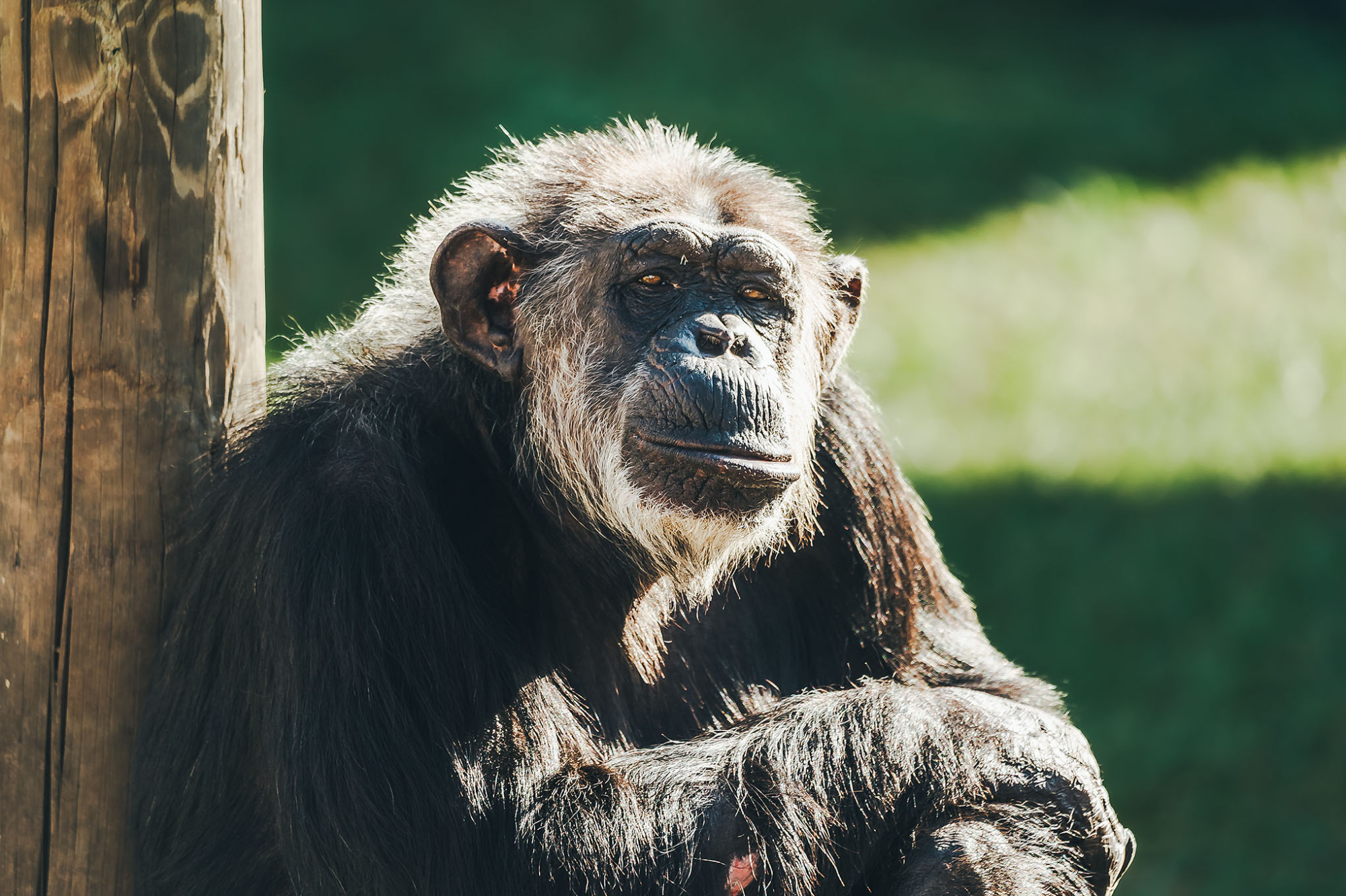 Maxi - Chimp Haven