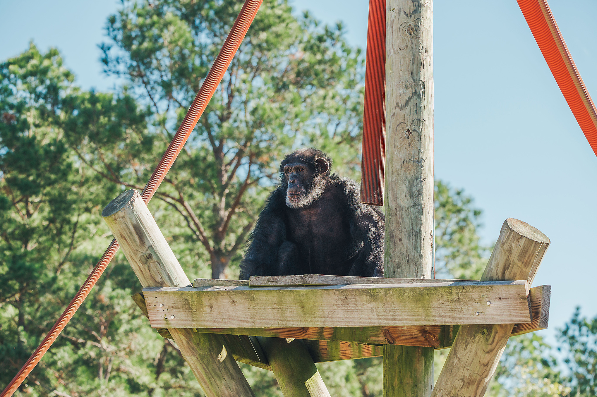 Merlin's View from the Top - Chimp Haven