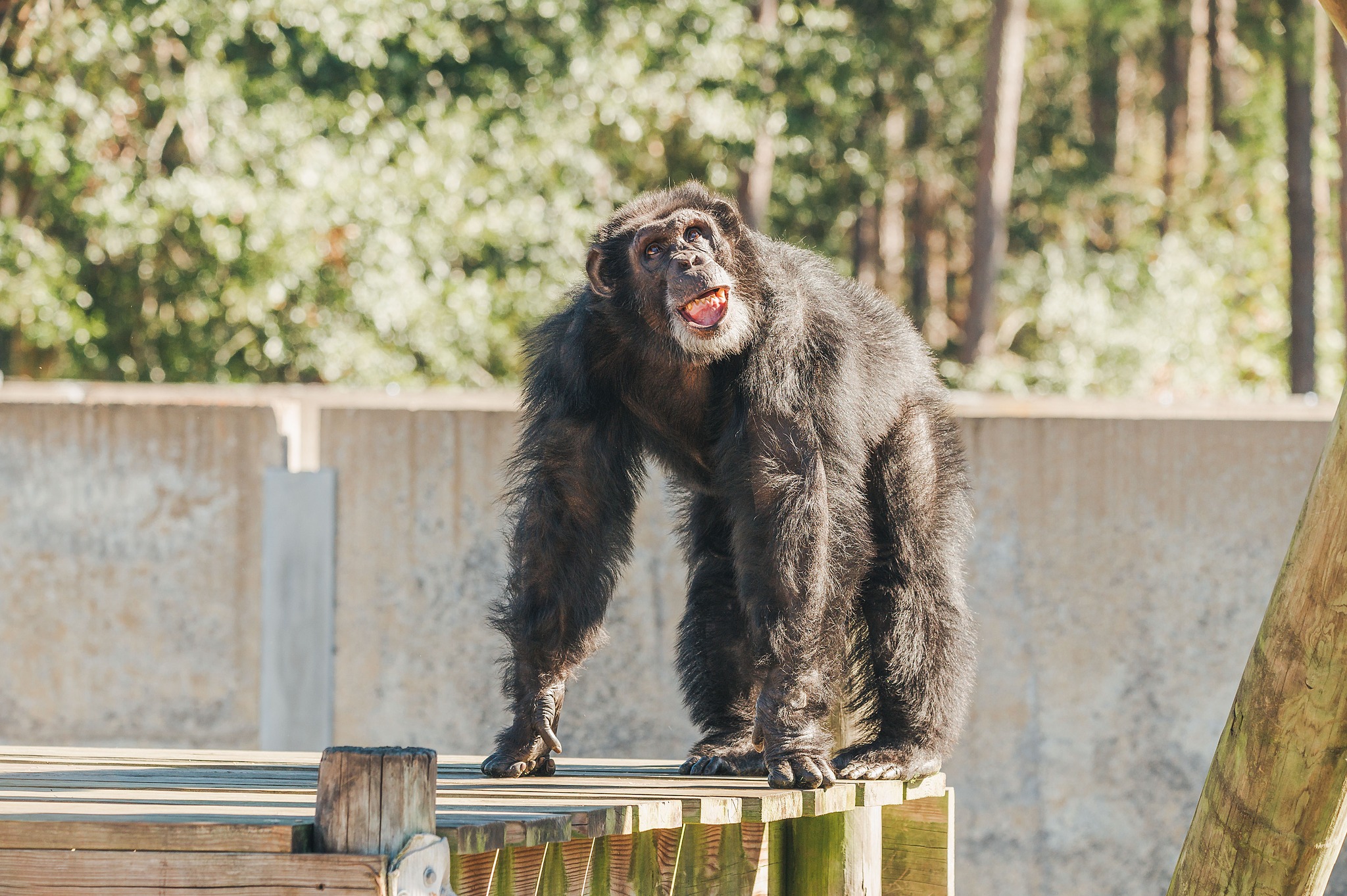 Merlin's View from the Top - Chimp Haven