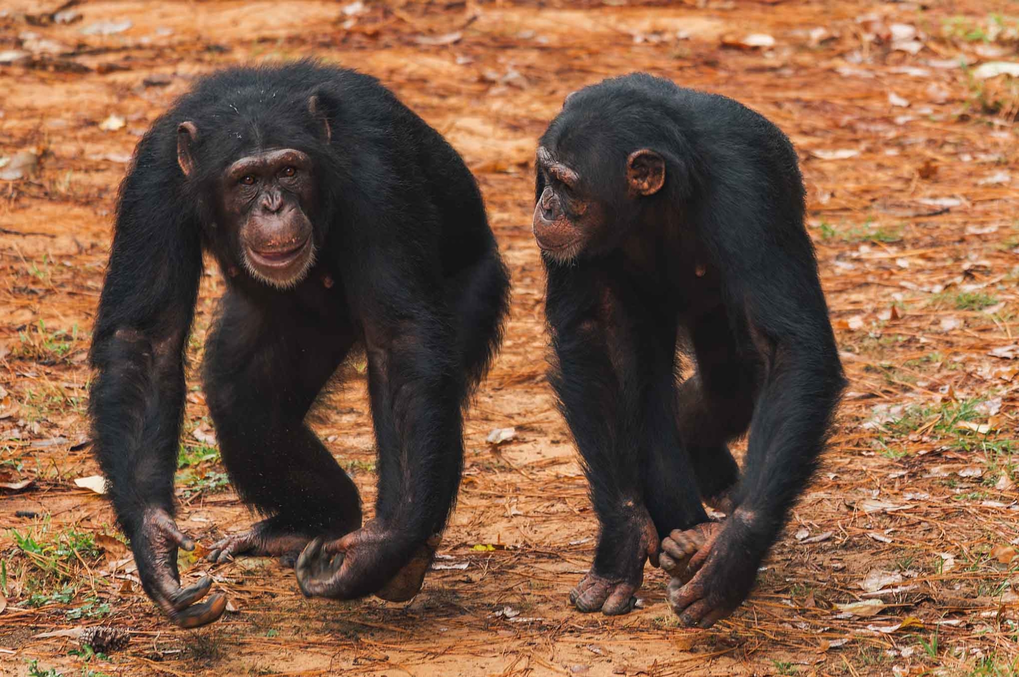 Natalie - Chimp Haven