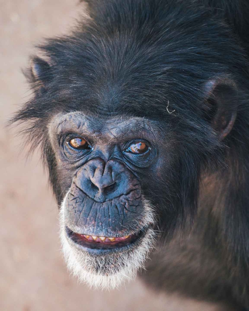 Onyx - Chimp Haven