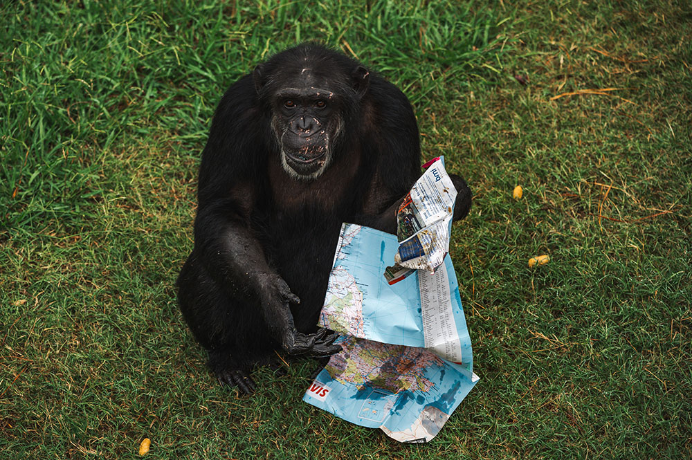 Chimps and Maps – A Passion Project - Chimp Haven