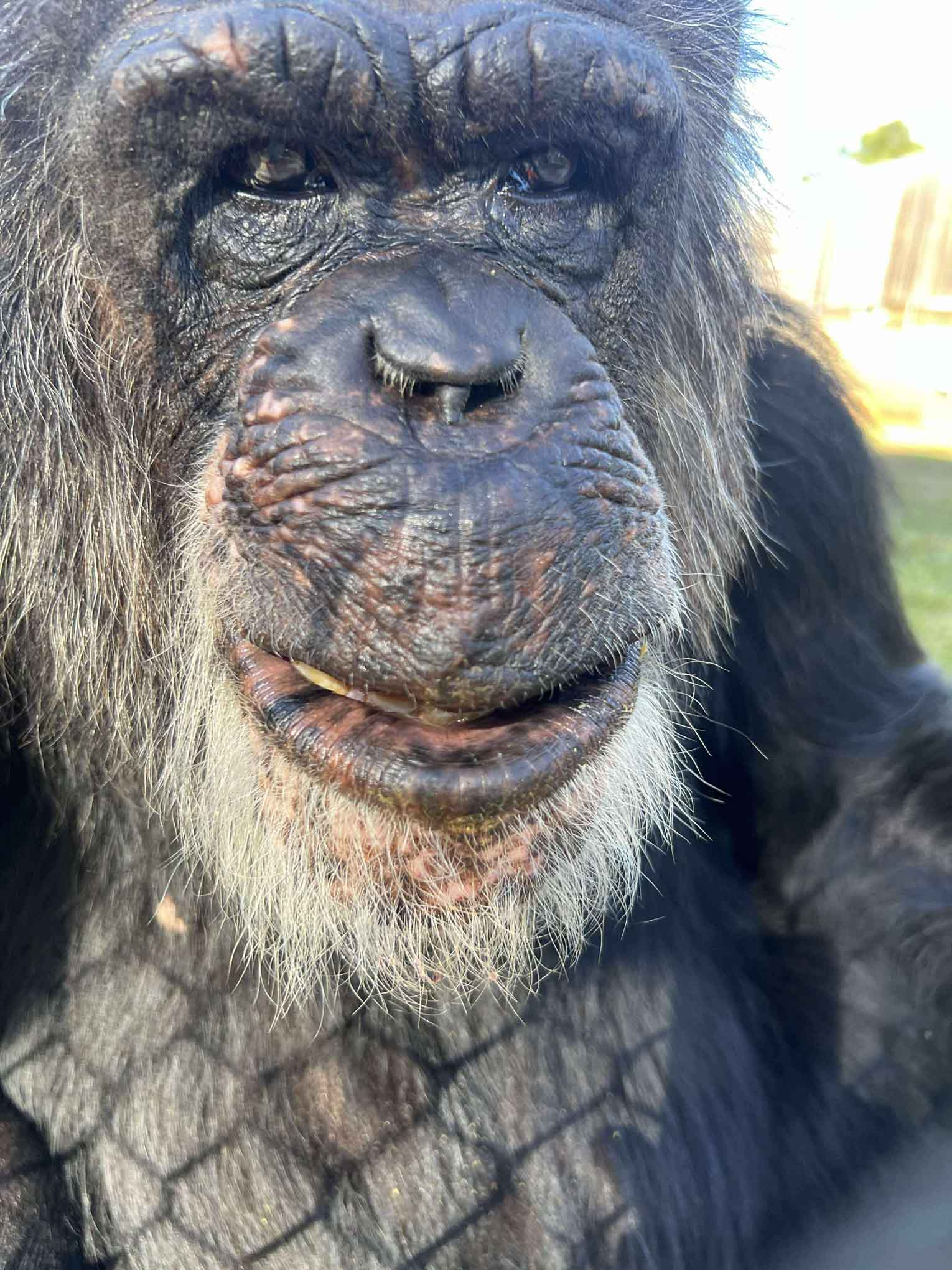 Pierre - Chimp Haven