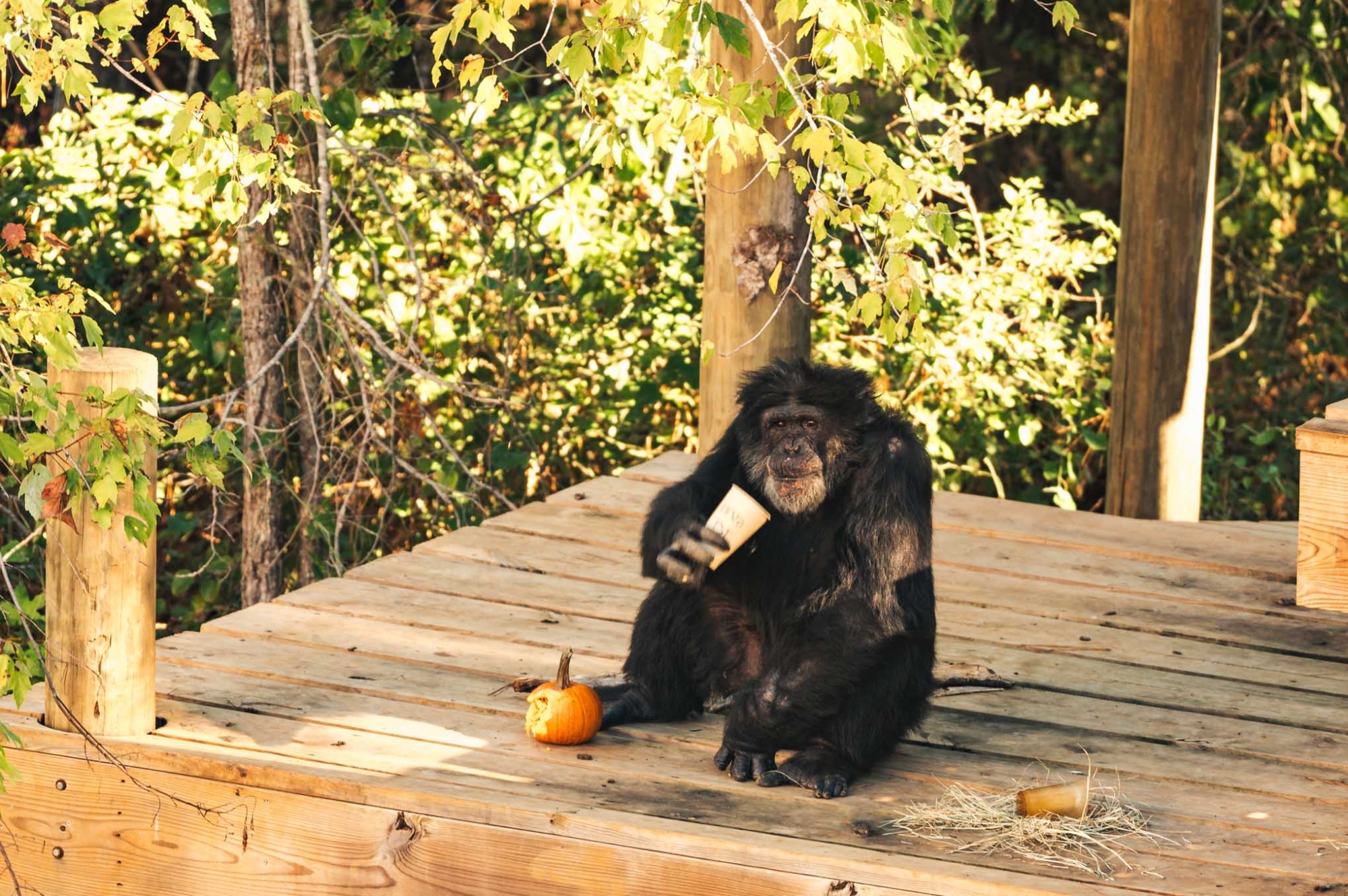 Radar - Chimp Haven
