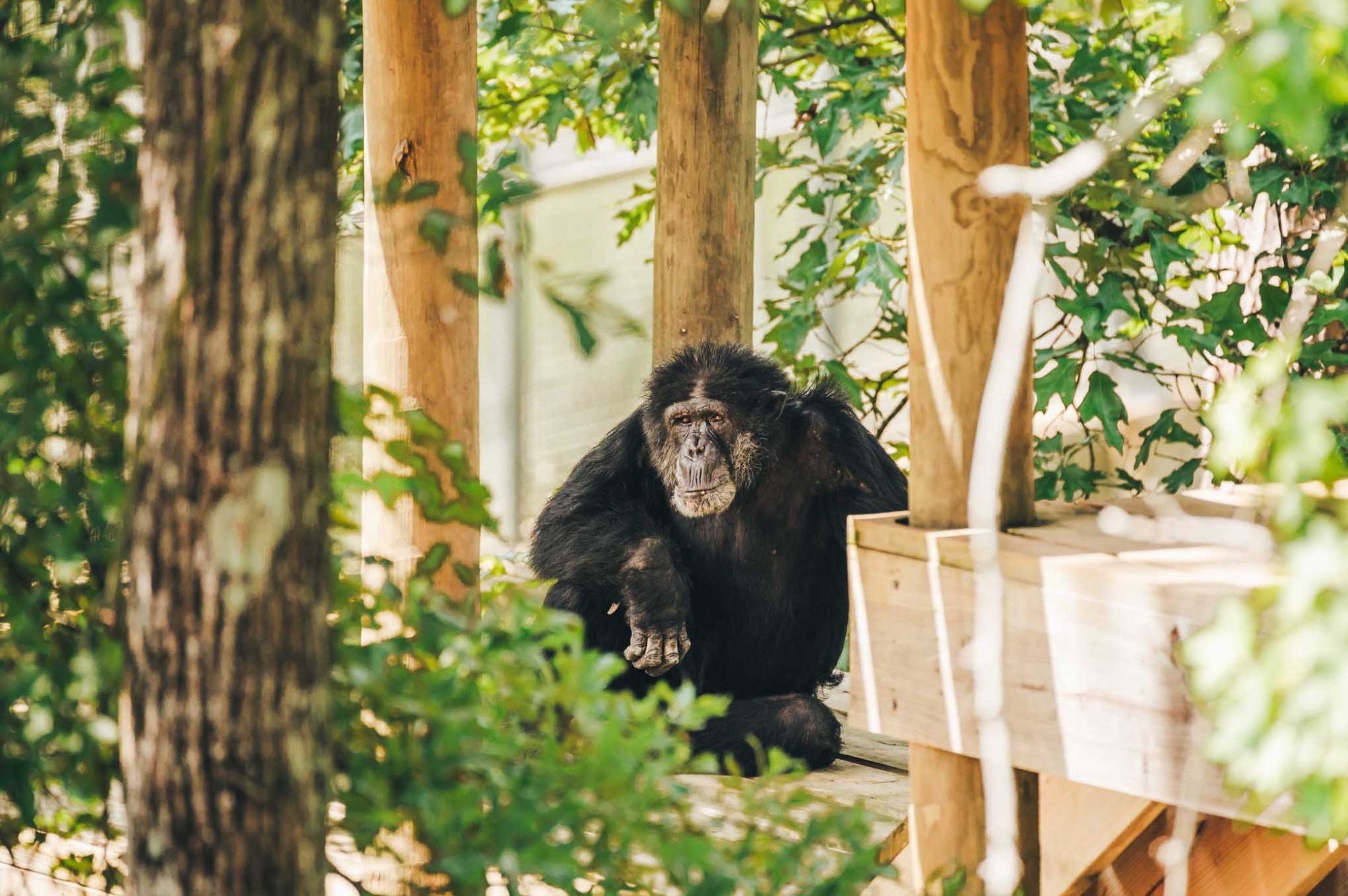 Radar - Chimp Haven