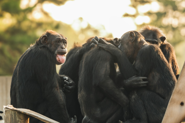 chimp group hug