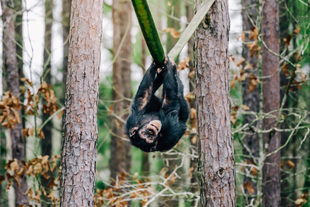 chimp hanging on rope