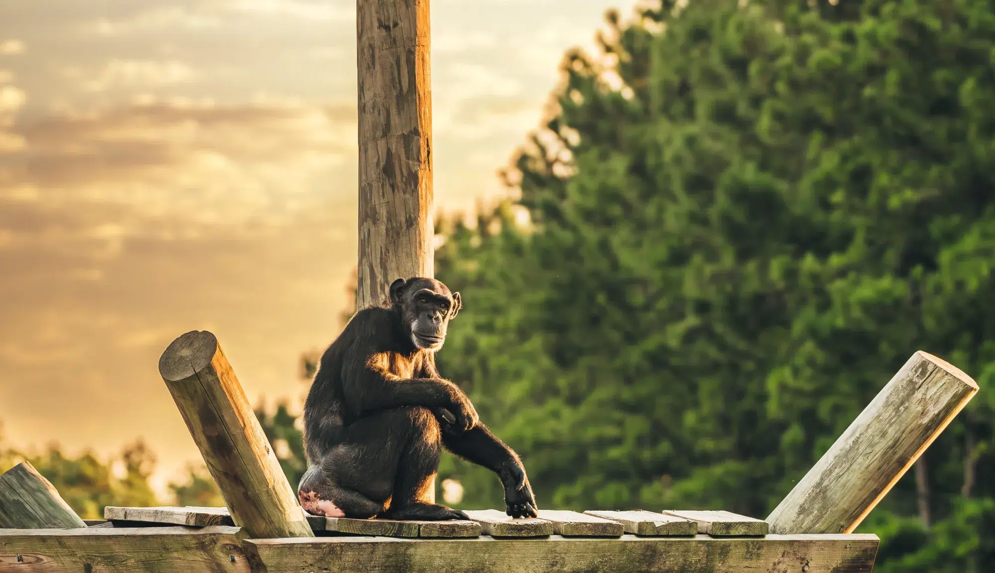 Chimp Background in Nature