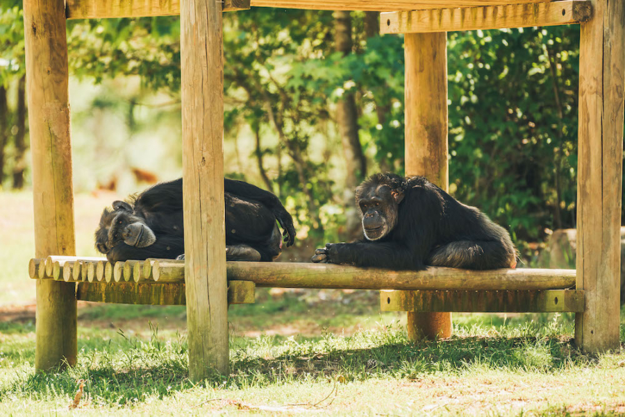 chimps lounging on structure