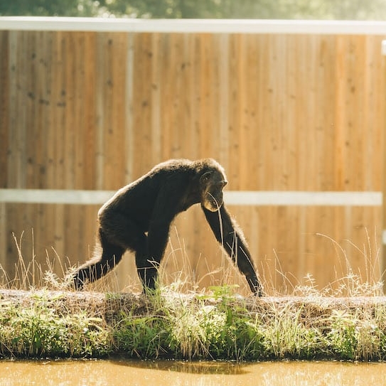 Conservation Chimps Walking in Habitat
