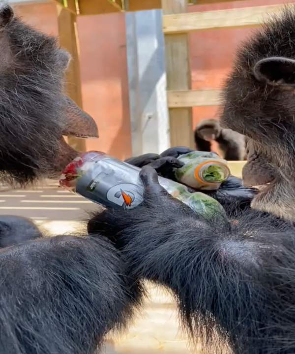 Chimps Eating