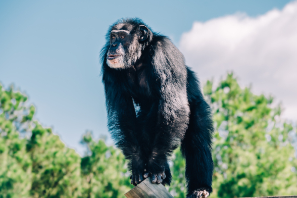 About Chimp Haven - Mission, History & Our Team