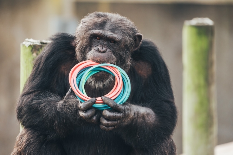 About Chimp Haven - Mission, History & Our Team