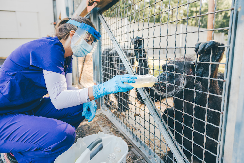 intern feeding chimp