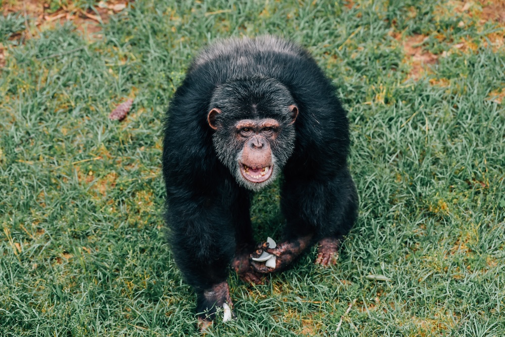 Chimp Jeff Lebowski