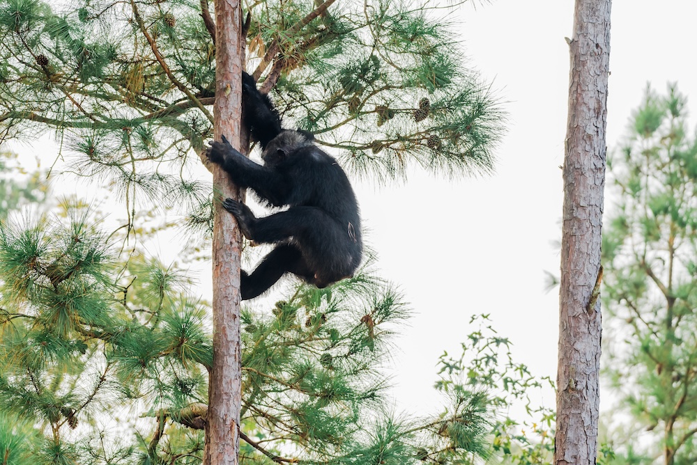 Chimp Julius Climbing Tree