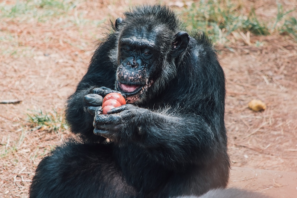 Chimp Julius Eating Fruit