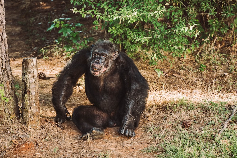 Chimp Julius Sitting Down