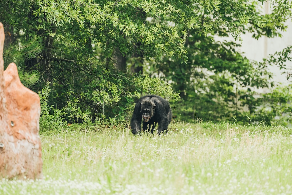 Chimp Julius Walking in Grass