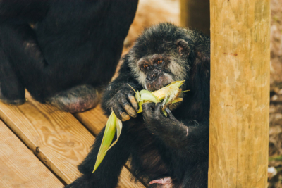 Chimp Eating Corn