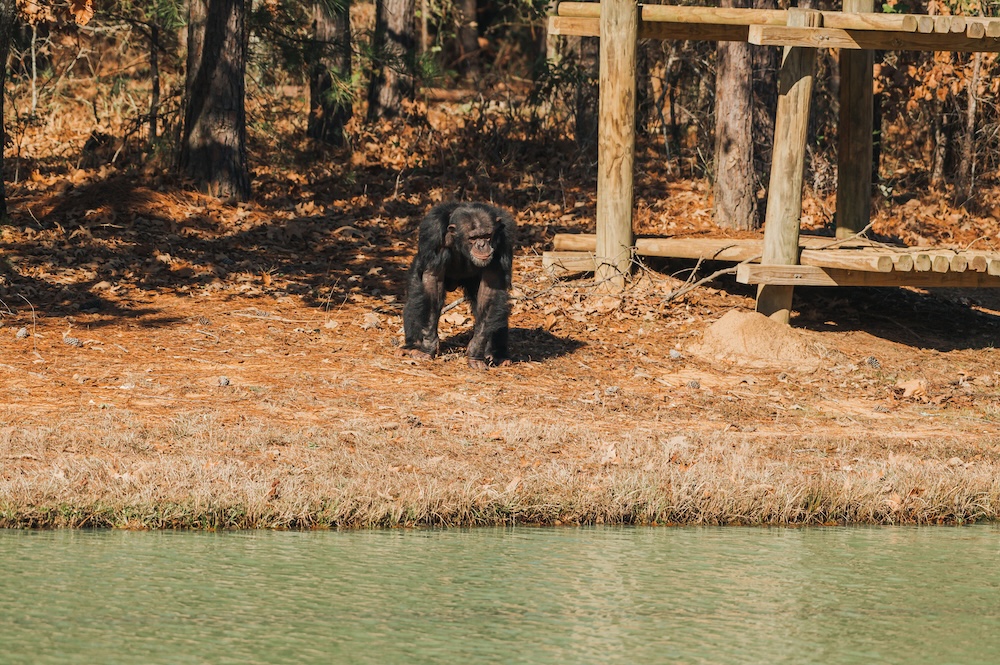 Chimp Mason at Water